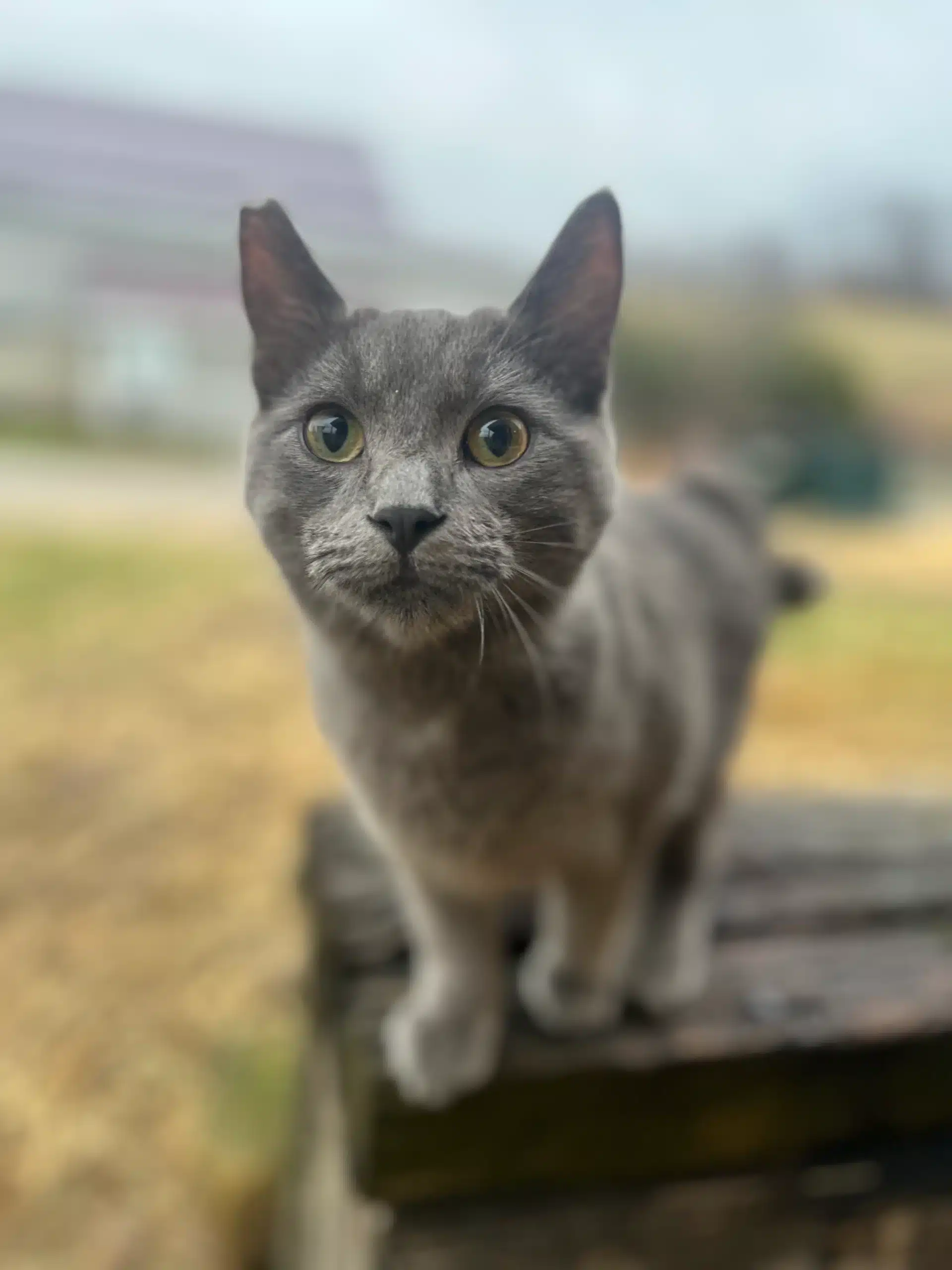 Martin at Fox's High Rock Farm