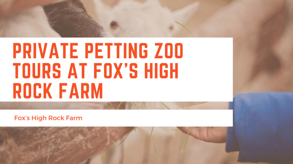 Private Petting Zoo Tours at Fox’s High Rock Farm blog header